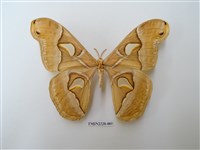 藏品(大眉紋天蠶蛾)的圖片